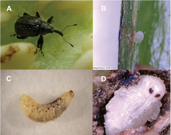 Figure 1. Life stages of the pepper weevil; (a) adult, (b) egg, (c) larva, and (d) pupa. Photos (b-d) courtesy of Hugh Smith, UF/IFAS