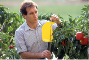 Figure 3. Entomologist Fred Eller places a pheromonebated weevil trap among bell pepper plants. Photo by Keith Weller, USDA ARS.