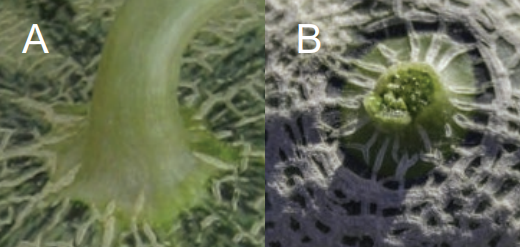 Figure 2. As fruit begin to mature, netting starts to run up the stem (A). At full maturity, the netting on the stem will be well developed (B).