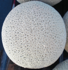 Figure 1. A western shipper variety of melon.