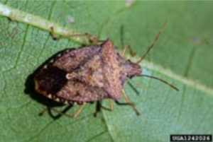 Figure 6. Brown Stink Bug. Photo courtesy: Russ Ottens, University of Georgia, Bugwood.org