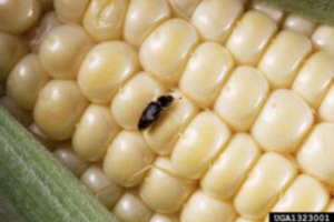 Figure 5. Sap Beetle. Photo courtesy: Keith Weller, USDA Agricultural Research Service, Bugwood.org