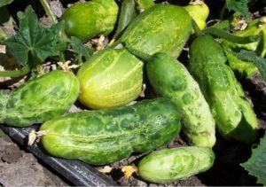 Figure 2. Mosaic, distortion, and blistering symptoms on ZYMV infected cucumber fruit.