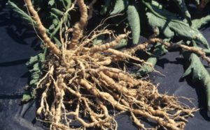 Figure 1. Root galls are a characteristic symptom of root-knot nematode infection of tomatoes. Gerald Holmes, California Polytechnic State University at San Luis Obispo, Bugwood.org.