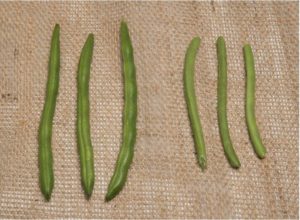 Figure 1. Standard bulk, fresh market bean pods (left) compared to packaged, whole bean, pre-trimmed pods (right).