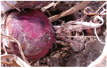 Figure 2. An onion showing symptoms of pink root.