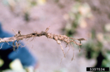 Figure 4. Root gall symptoms of root knot nematode infection. Howard F. Schwartz, Colorado State University, Bugwood.org.