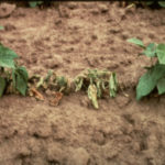 Figure 1. Post-emergence damping-off caused by Pythium sp. University of Illinois Extension.