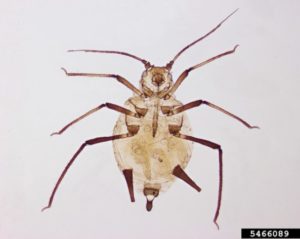 Figure 1. Melon aphid. Pest and Diseases Image Library, Bugwood.org.