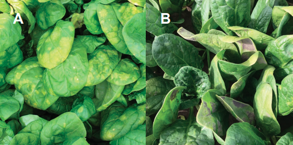 Figure 1. Foliar symptoms of spinach downy mildew: (A) irregular, chlorotic lesions form on the upper surface of the leaves, and (B) blue to purple, downy growth develops on the undersides of leaves.
