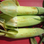 Figure 4. Southern Rust Pustules are small, light orange, and circular and may be observed on leaves, leaf sheaths surrounding stalks, and husk leaves surrounding corn ears.