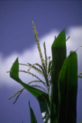 Figure 2. Corn plant at tassel or VT stage.