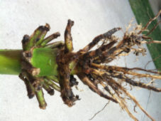 Figure 1. Root system damaged by corn rootworm.