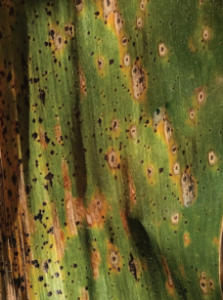 Figure 3. Fish-eye symptoms of tar spot.