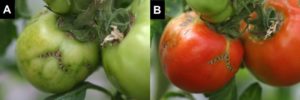 Figure 2. Zippering symptoms on (A) immature green and (B) mature red fruit infected with Tomato necrotic streak virus. Scott Adkins, USDA-ARS.