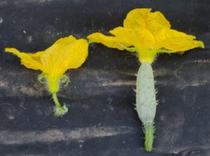 Figure 1. Male (left) and female (right) cucumber flowers.