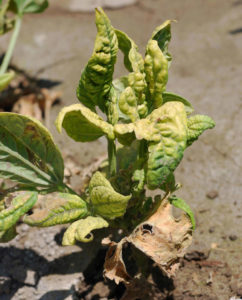 Figure 3. Stunting and leaf malformation from Beet curly top virus infection. Howard F. Schwartz, Colorado State University, Bugwood.org