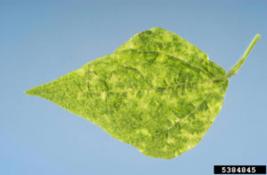 Figure 2. Mosaic symptoms on a leaf infected with bean yellow mosaic. Jeffrey W. Lotz, Florida Department of Agriculture and Consumer Services, Bugwood.org
