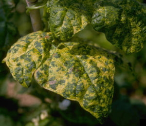 Figure 4. Foliar symptoms of bean golden mosaic. Howard F. Schwartz, Colorado State University, Bugwood.org