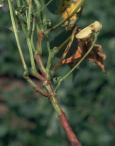 Figure 5. Symptoms of red node. Howard F. Schwartz, Colorado State University, Bugwood.org