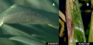 Figure 1. Symptoms of (A) downy mildew and (B) purple blotch. Howard F. Schwartz, Colorado State University, Bugwood.org
