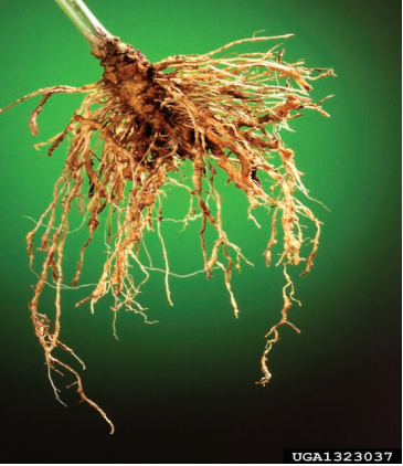 Figure 1. Root galls on pepper caused by root-knot nematode. Scott Bauer, USDA ARS, Bugwood.org.