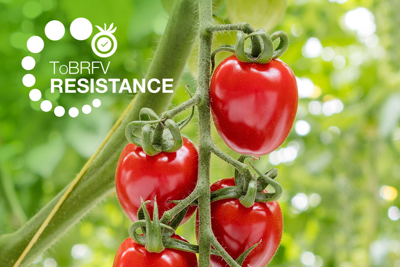 strabini on the vine macro shot