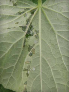 Water-soaked lesions on the abaxial surface of a cucumber leaf.