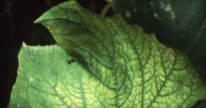 Leaf symptoms include yellow raised areas between the veins with the veins remaining green.