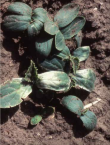 Cucumber cotyledons exposed to low temperatures.