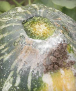 Squash fruit infection.