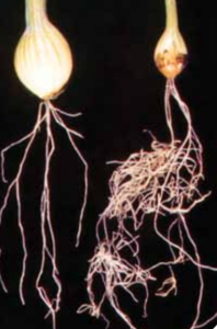Extensive branching of an infected root system. Healthy plant (left) and infected plant (right).