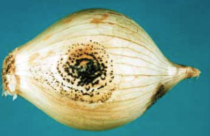Concentric rings of fungal fruiting bodies form on the surface of bulb scales.