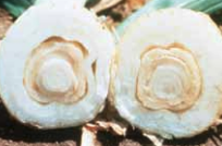 Cross-section through bulb showing the separation of scales.