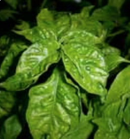 Twisted and distorted leaves.