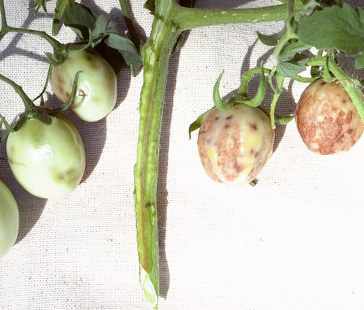Irregular, brown streaking of pith tissue and fruit with necrotic lesions.