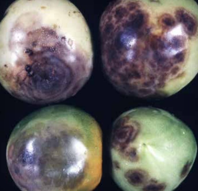 Buckeye fruit rot symptoms on fresh market tomato.
