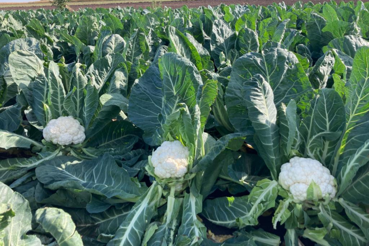 kalafiory cardex na polu