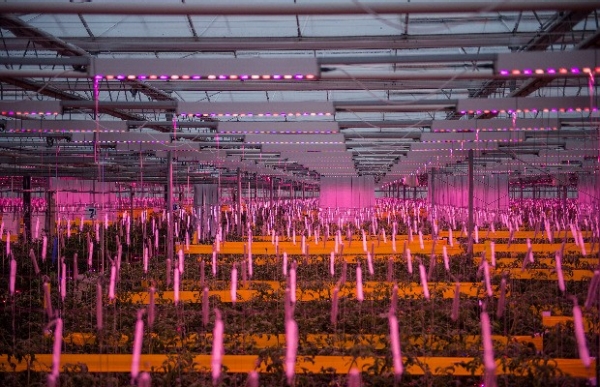 Nad roślinami zamontowano moduły Philips GreenPower LED toplighting