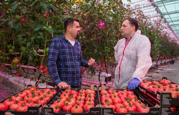 Łukasz Budyta – właściciel plantacji pomidorów doświetlanych lampami LED (z lewej) – oraz Michał Szymczak z firmy Signify, która dostarczyła lampy LED