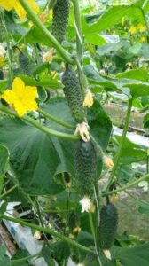 Roślina I owoce odmiany SV3506CV