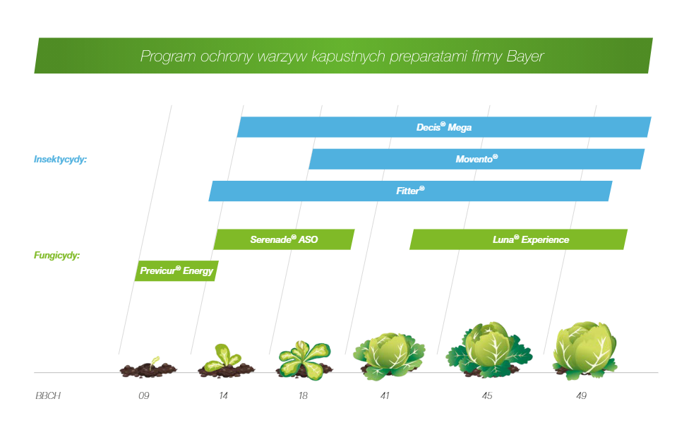 Zapoznaj się ze środkami ochrony brokuła od Bayer