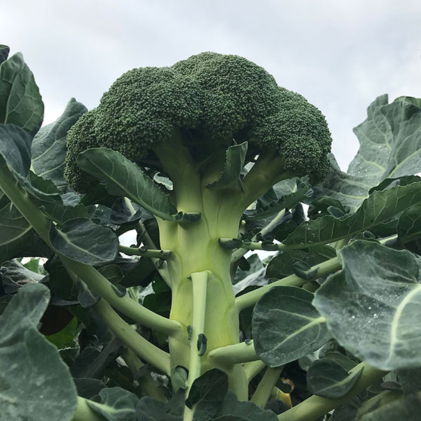 DOWIEDZ SIĘ WIĘCEJ O ANDERSII