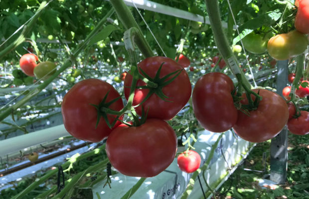 Pomidor malinowy Hakumaru