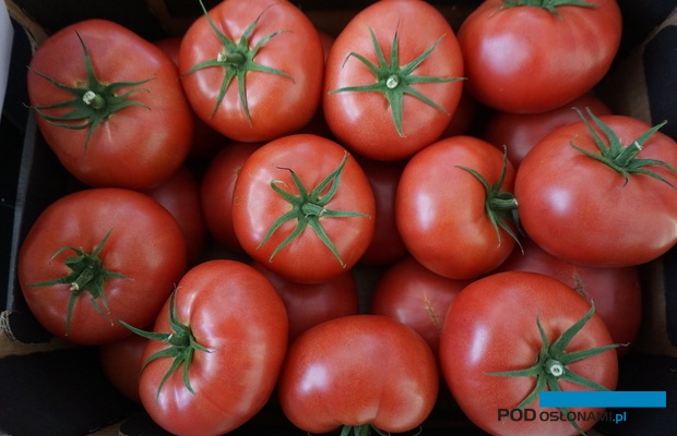 Pomidor malinowy Fujimaru