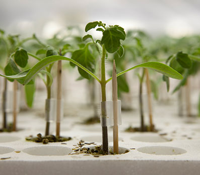 rootmap