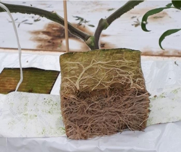 Fot. 4 Prawidłowo rozbudowany korzeń rośliny szczepionej na podkładce Maxifort.