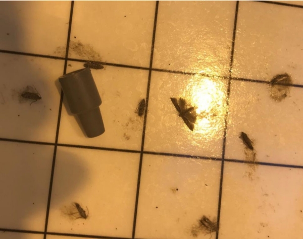 Fot.5 Pułapka feromonowa z osobnikami dorosłymi Tuta Absoluta w styczniu