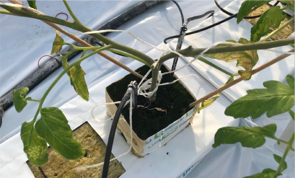 Fot.1 Prawidłowe ułożenie pędów zapewnia równomierny dopływ światła do roślin