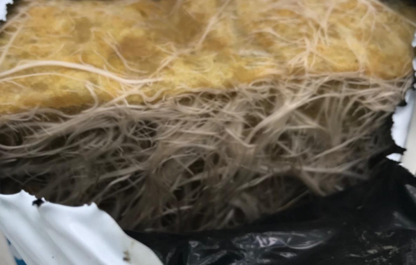 Foto - Prawidłowo rozbudowany korzeń rośliny szczepionej ma Maxifort.